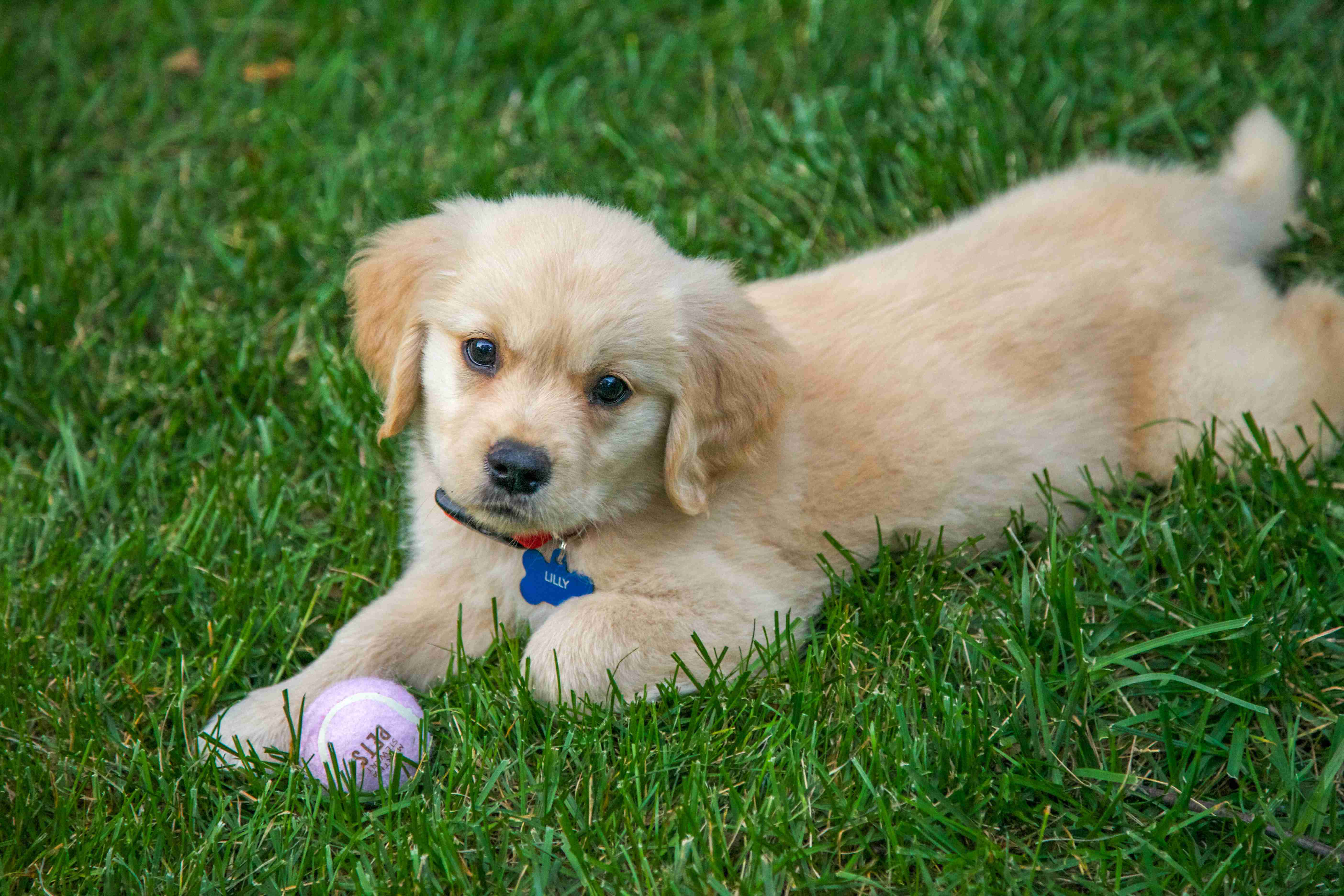How often should I take my Golden Retriever to the veterinarian for check-ups?